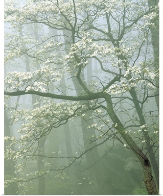 Virginia, Shenandoah National Park, flowering Dogwood in foggy forest