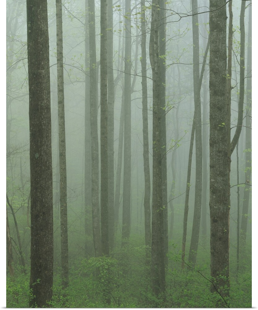 Virginia, Shenandoah National Park, Yellow Poplar forest.