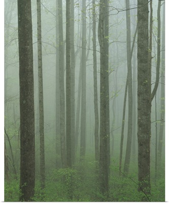 Virginia, Shenandoah National Park, Yellow Poplar forest
