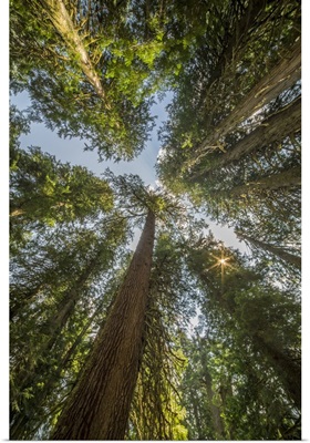 Washington, conifers at Grove of the Patriarchs, Mt. Rainier National Park