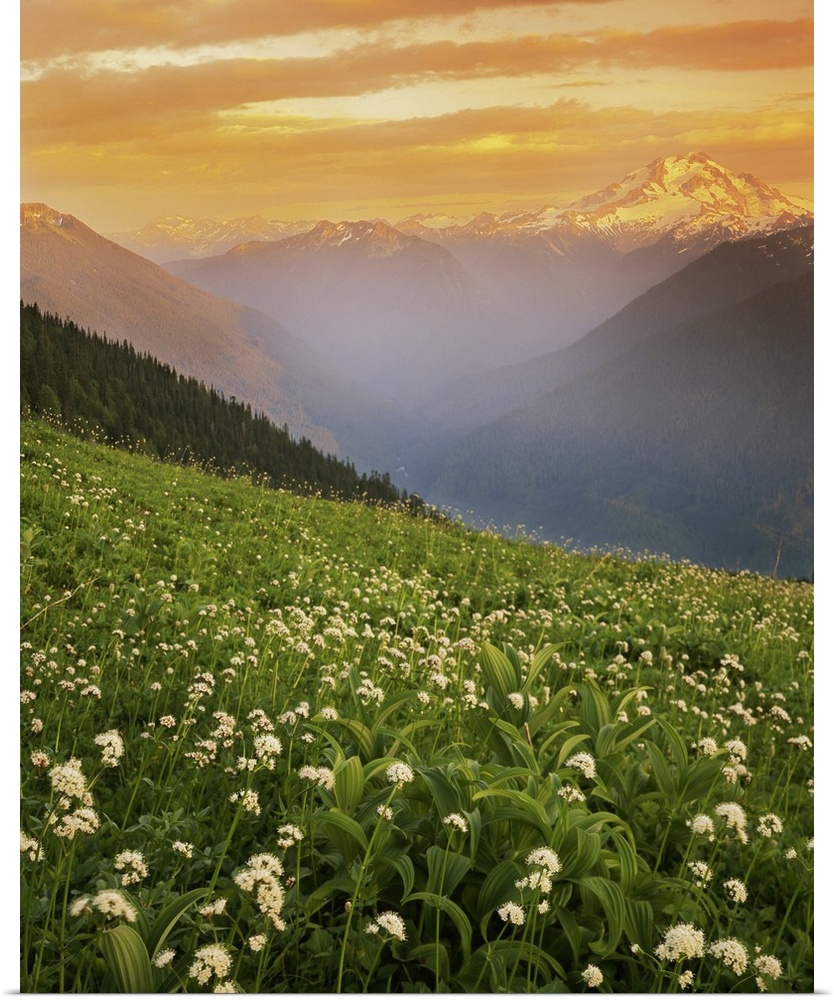 USA, Washington, Mt. Baker-Snoqualmie National Forest, Glacier Peak Wilderness, Meadow with hellebore and Sitka valerian o...
