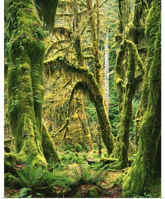 Washington, Olympic National Park, Hoh Rain Forest, Moss covered Bigleaf Maples