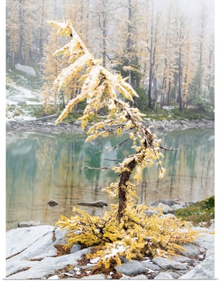 Washington State, Alpine Lakes Wilderness, Enchantment Lakes, Larch Trees And Snow