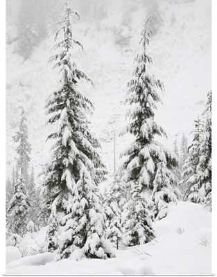 Washington State, Central Cascades, Snow Covered Fir Trees