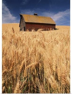 Washington State, Palouse, View of barn surrounded with wheat field