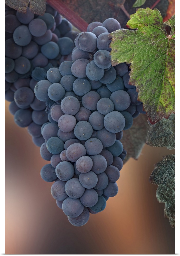 USA, Washington State, Seabeck. Close-up of grapes on vine. Credit: Don Paulson