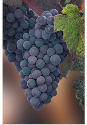 Washington State, Seabeck, Close-Up Of Grapes On Vine