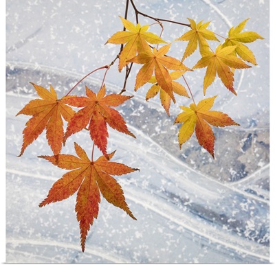 Washington State, Seabeck. Japanese maple leaves and ice