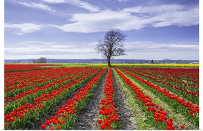 Washington State, Skagit Valley, Rows Of Red Tulips And Tree