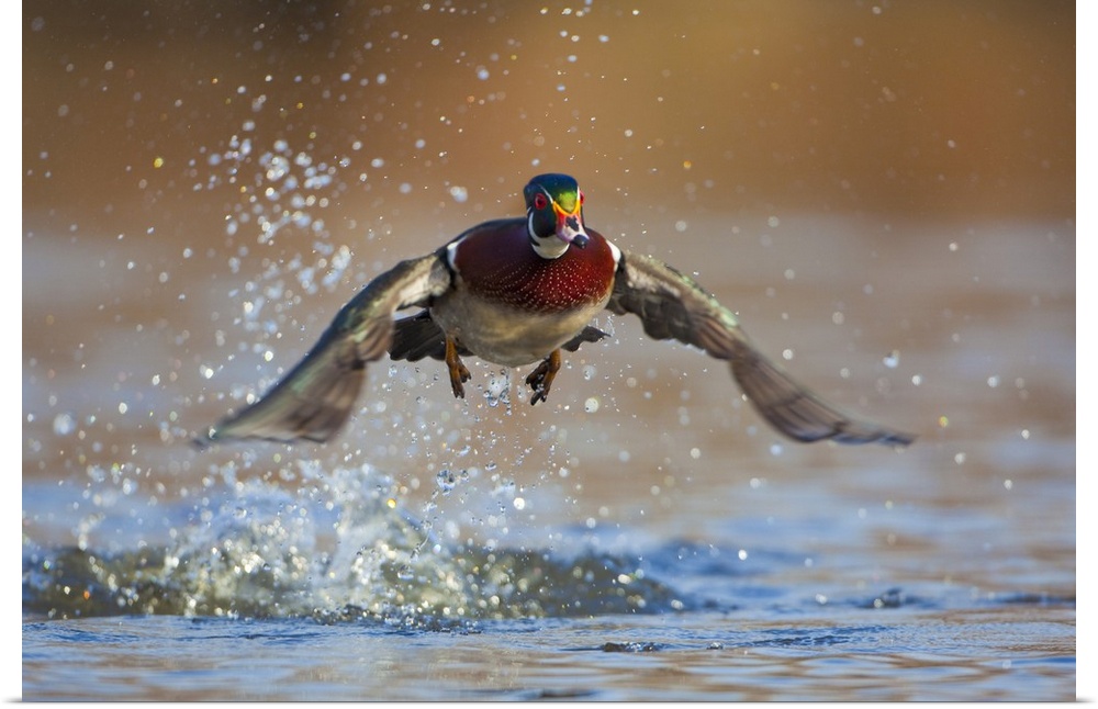North America, USA, Washington State, Wood Duck, male, flight take-off.