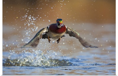 Washington State, Wood Duck, male, flight take-off