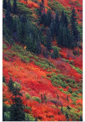 Washington, Wenatchee National Forest, Steven's Pass, Autumn Color