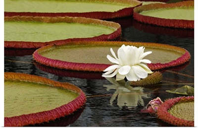 Water lily and lily pad pond, Longwood Gardens, Pennsylvania
