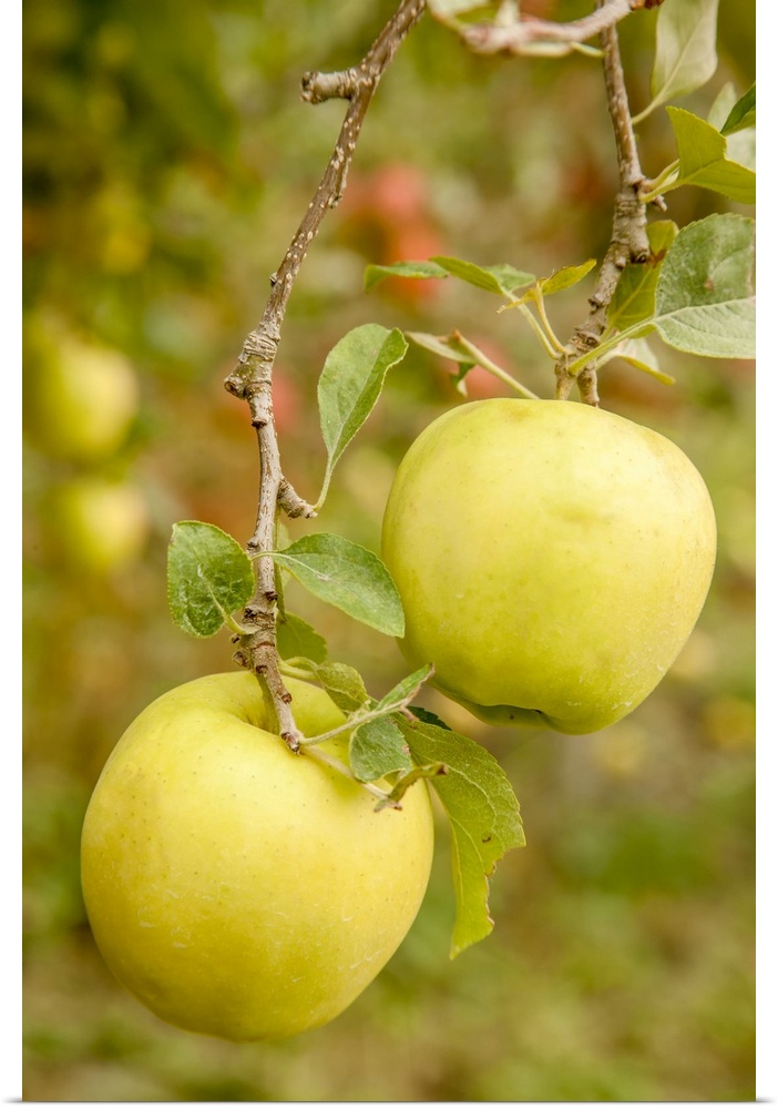 Wenatchee, Washington State, USA. Golden Delicious Apples on the tree. United States, Washington State.