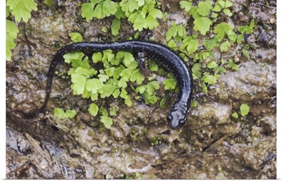Western Slimy Salamander, Plethodon albagula, adult with fern, Uvalde County, Texas