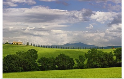 Wheat field and drive lined by stately cypress trees, Tuscany, Italy