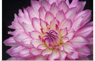 White And Pink Dahlia On Black Background