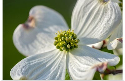 White Dogwood Flowers, USA