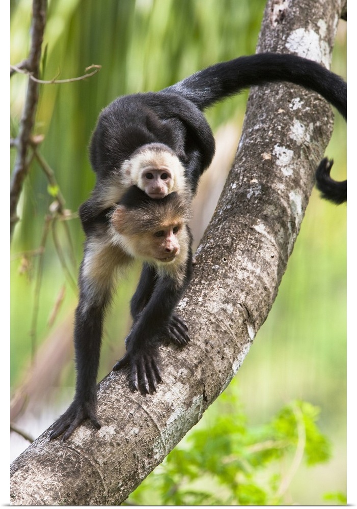 White-headed Capuchin monkey with baby on its back descending a tree branch in the rainforest of Corcovado National Park, ...