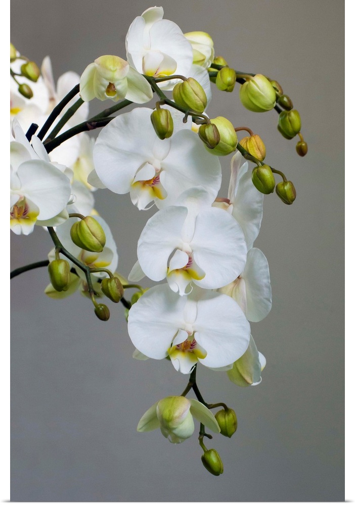 White orchid blooms.
