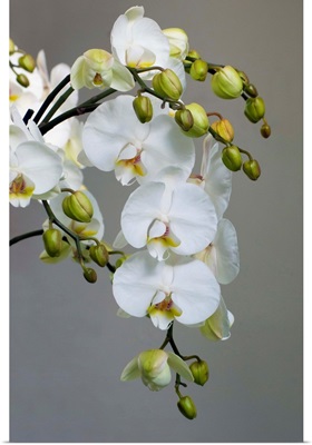 White Orchid Blooms