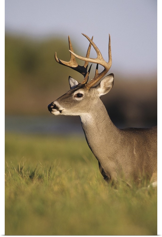 White-tailed Deer, Odocoileus virginianus, Buck, Choke Canyon State Park, Texas, USA, Oktober 2003