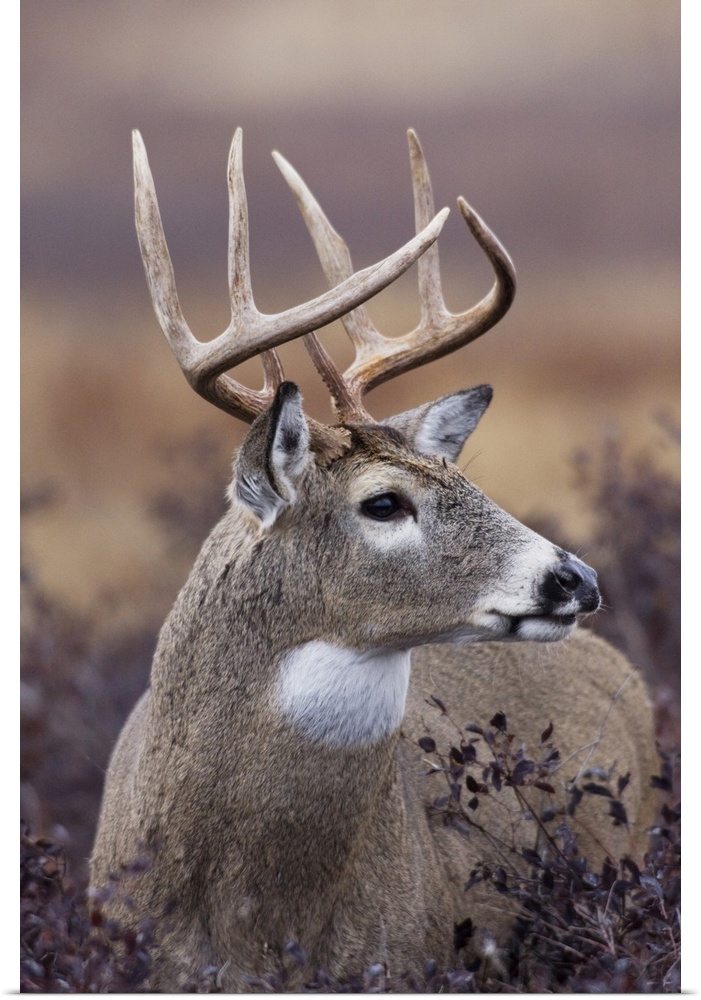 White-tailed deer buck.