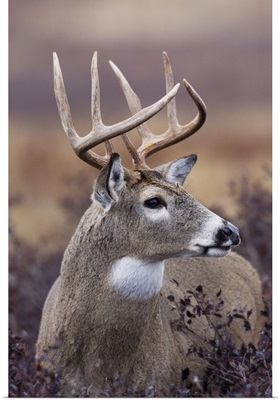 White-Tailed Deer Buck
