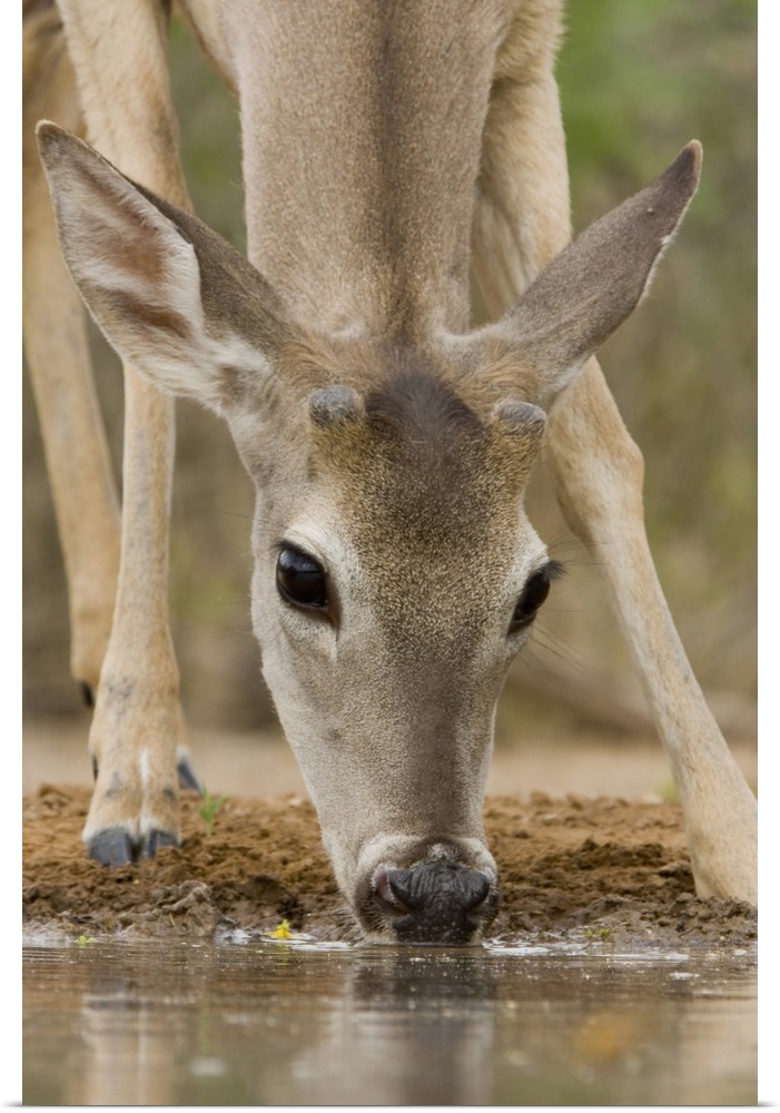 Santa Clara Ranch, Rio Grande Valley, McCook, Texas, North America, USA. White-tailed Deer Drinking at a Pond (Odocoileus ...