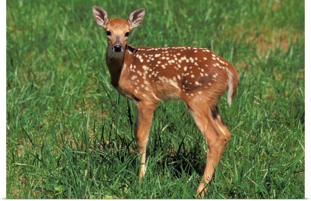 White-tailed deer fawn.