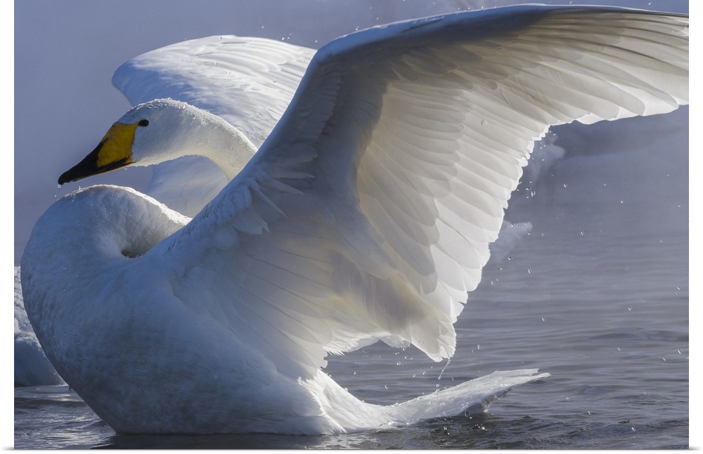 Whooper swan, Hokkaido Island, Japan