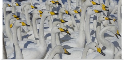 Whooper Swans, Hokkaido Island, Japan