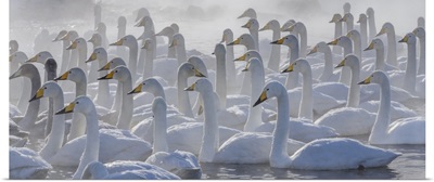 Whooper Swans, Hokkaido, Japan