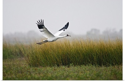 Whooping Crane flying over salt marsh at Aransas National Wildlife Refuge