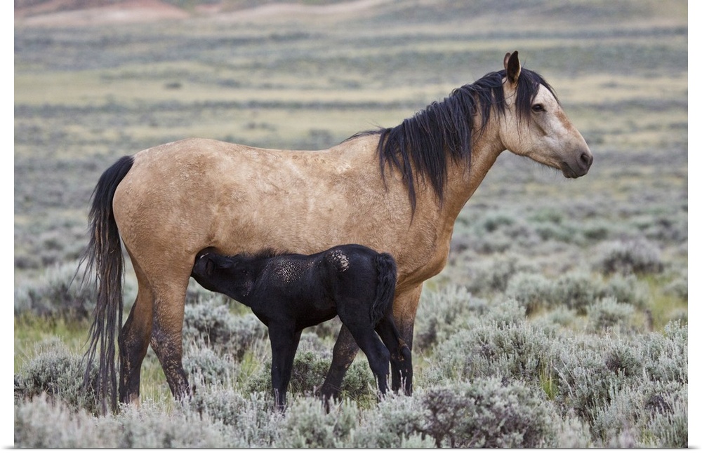 Wild horse (Equus caballos) foal nursing with mother, Wyoming prairie, June.