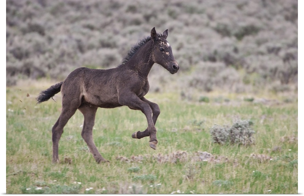 Wild Horse (Equus caballos) foal playing, Wyoming prairie, June.