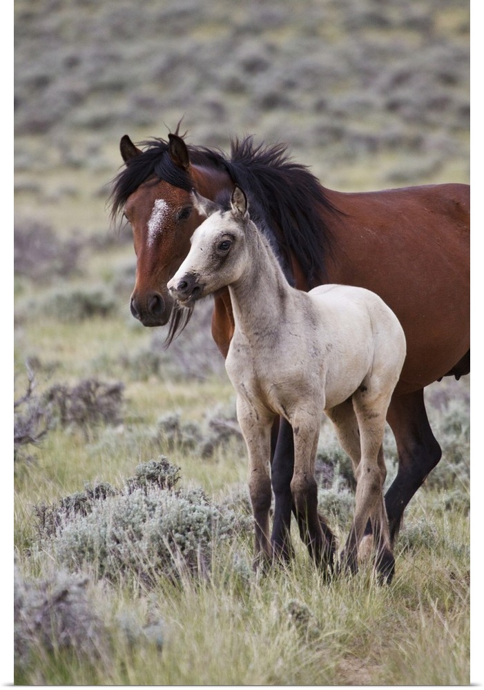 Wild horse (Equus caballos) foal with mother, Wyoming prairie, June.