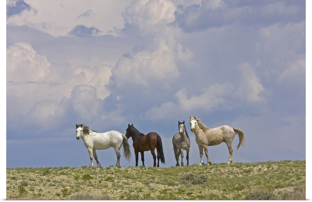 USA, Wyoming, Carbon County. Wild horses and building storm clouds.