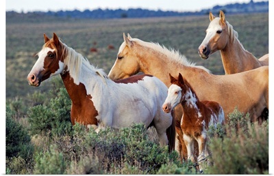Wild Horses, Mustangs