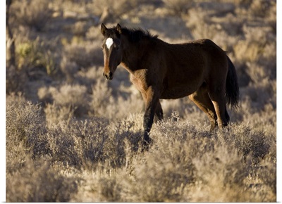 Wild Mustang, Wheeler Peak herd, Cold Creek Road, Spring Mountain range, Nevada