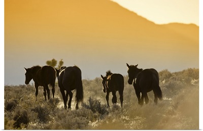 Wild Mustangs, Wheeler Peak herd, Cold Creek Road, Spring Mountain range, Nevada