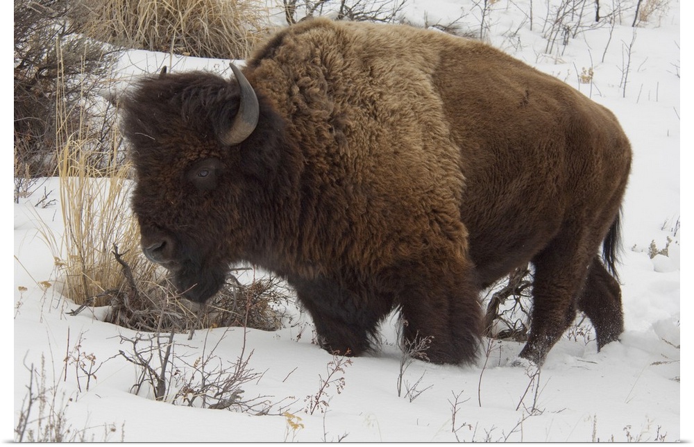 USA, Wyoming. Yellowstone National Park. Wild Yellowstone Bison (male) in winter.