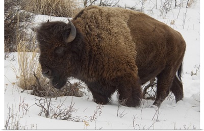 Wild Yellowstone Bison in winter