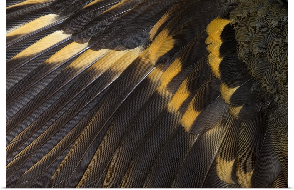 Wing feathers of Varied Thrush.