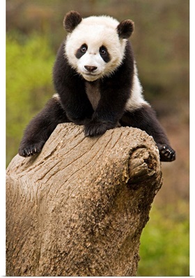 Wolong Panda Reserve, China, Baby Panda On Top Of Tree Stump.
