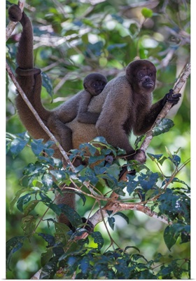 Woolly Monkeys, Amazonas, Brazil