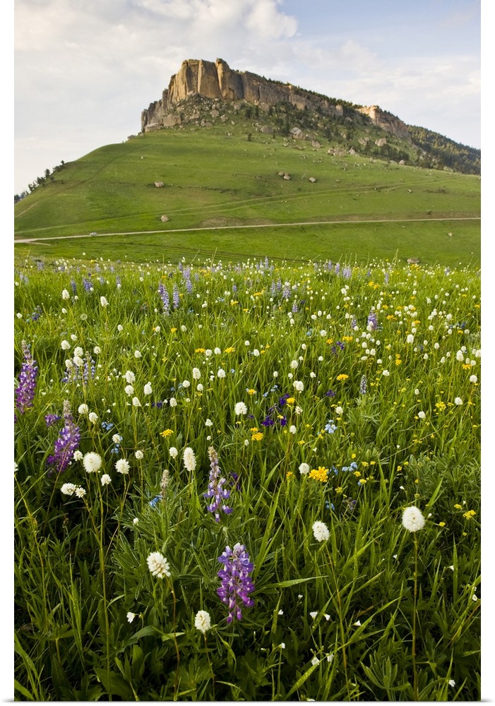 North America, USA, Wyoming, Bighorn Mountains, alpine wildflowers, June.