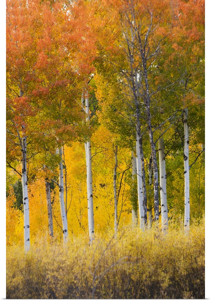 Wyoming, Grand Teton National Park, Aspen trees.