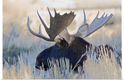 Wyoming, Grand Teton National Park, Bull Moose, (Alces alces)