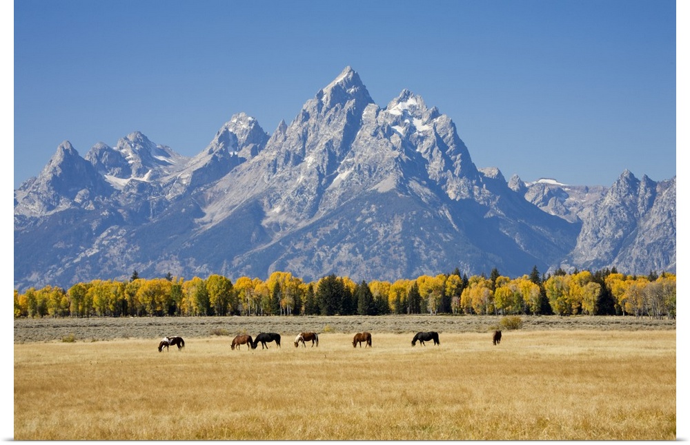 Wyoming, Grand Teton National Park, Teton Range and Cottonwood trees and horses.